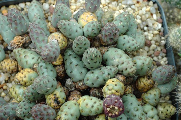 Maihueniopsis_mandragora